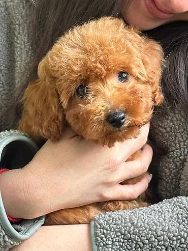 mali psi za udomljavanje: 2 decaka crvrne patuljaste pudle FCI pefigre, genetski testovi — 1