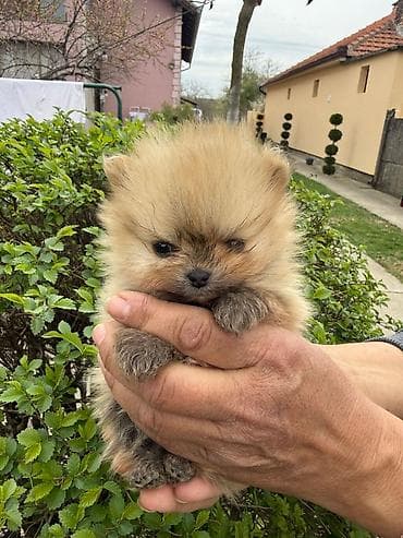 rasni psi na poklon: Dostupni pomeranci — 7