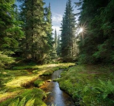 Houses: 52 ares, Owner — 11