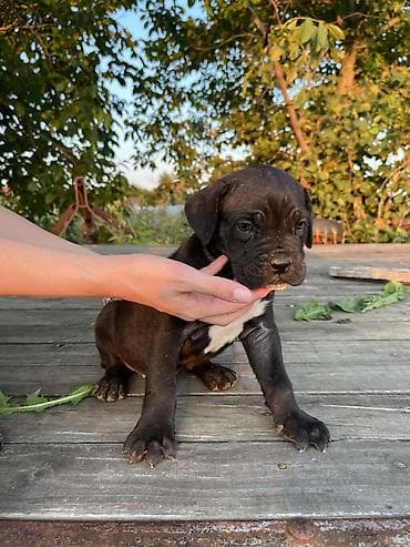 beli psi veliki: Rasa Cane Corso snažne građe) Starost: 45dana Boja dlake: nijanse — 8
