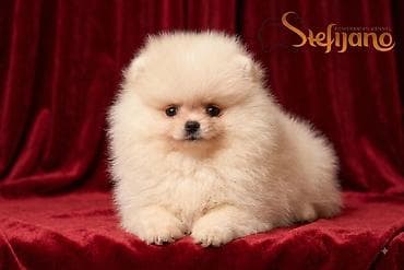 Pomeranac Boo. Čistokrvni,prelepi štenci pomeranca, vrhunskog porekla — 2