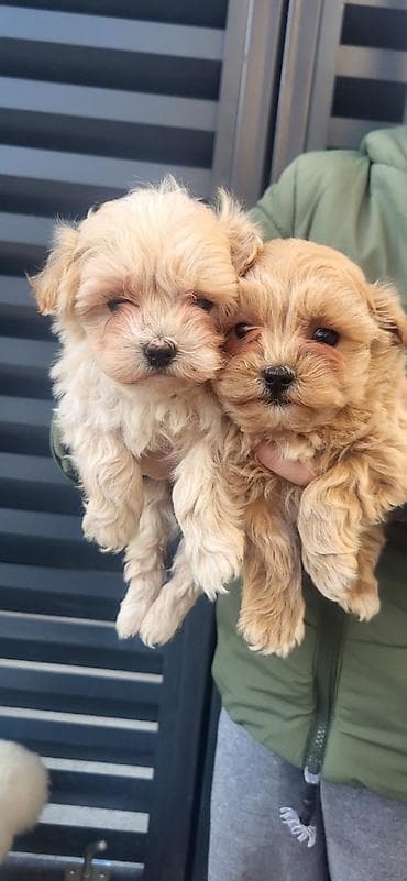 mini maltezer štenci: Maltipoo stenci ostenjeni 05.01.2026. Majka mini maltezer a otac — 3