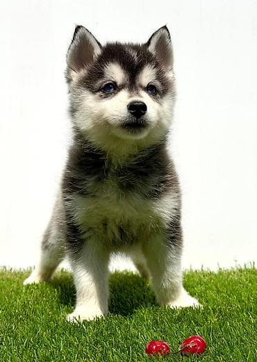 stenci na prodaju novi sad: Pomsky-pomski (pomeranac + haski) Pomsky mužjaci i ženke, u pitanju je — 2