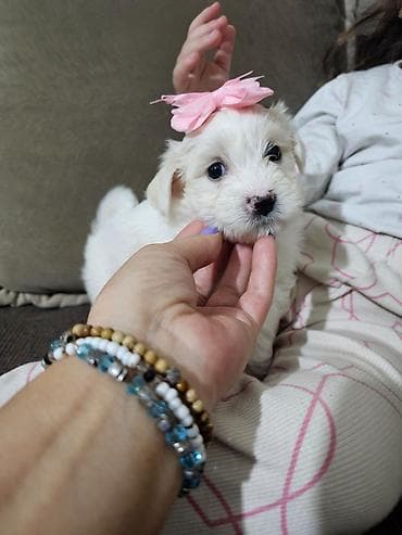 psi na poklon vrsac: Na prodaju cistokrvni stenci maltezera. Ostenjeni 24.12.25. 4 zenkice — 3