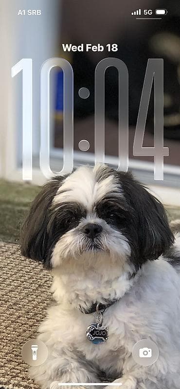 Building, Home & Removals: Briga i nega manjih kuca u kućnim uslovima bez kaveza i ogradica — 10