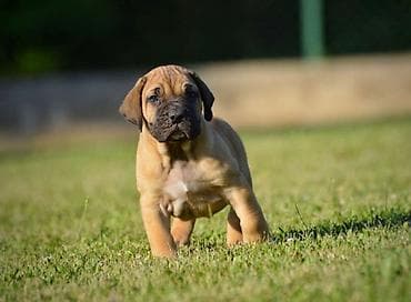 feisty pets: Na prodaju stenci Presa Canario izuzetnih krvnih linija, sa ozbiljnim — 6