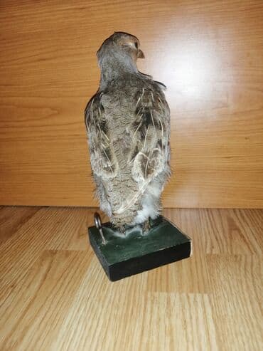 Preparirana ptica — 3