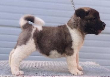 konji ulje na platnu: Američka Akita štenci Odgajivacnica TOP WINNER PUPPY sa ponosom — 7