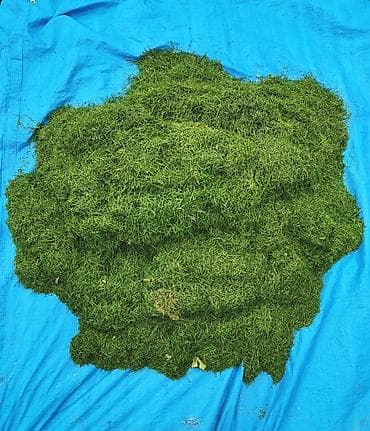 Usluzno kosenje trave trimerom i kosilicom Kosilice i trimer