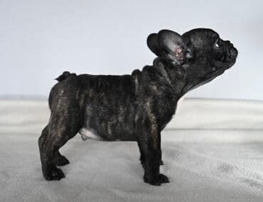 haski stene: Francuski buldog – štene tigraste (brindle) boje sa belom zvezdom na — 1