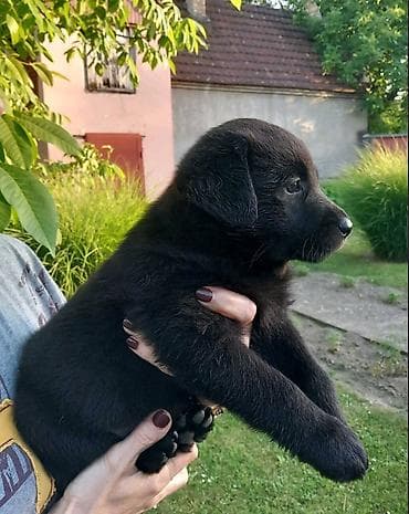 pomeranci psi: Imamo tri muska steneta Labradora, crne boje. Vakcinisani i ocisceni — 2