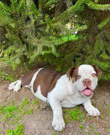 francuski buldog plavi cena: Odgajivacnica pasa "Happy Puppies" ima u ponudi prelepe stence — 9