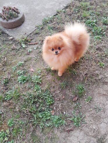 pomeranci oglasi: Pomeranac muski star 10 meseci — 4