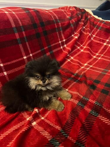 american bully psi: Pomeranac Boo unikatni muzjak black and tan boje,star 2.5 — 3