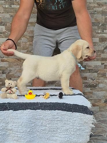 pelene za pse pepco: Labrador retriver štenci, prelepi Predstavljamo vam novu generaciju — 6