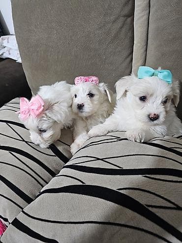 psi na poklon vrsac: Na prodaju cistokrvni stenci maltezera. Ostenjeni 24.12.25. 4 zenkice — 9