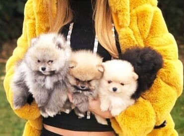 Psi: Pomeranac / Pomeranian / Boo štenci Ako ste odgovorna osoba i imate — 1