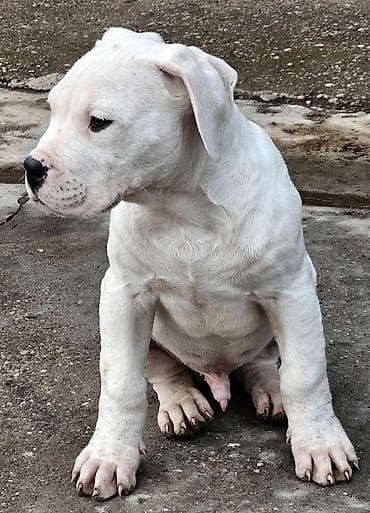 Pet Equipment & Accessories: Dogo argentino Prelepi štenci uredno vakcinisani i očišćeni od — 2