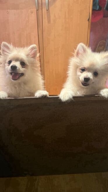 Ptice: Štenci pomeranca (spic) – prelepi, pufnasti medeći njuškici - Dva — 1