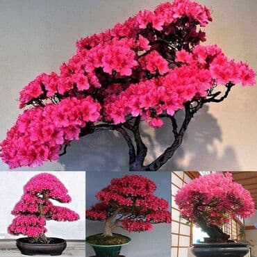 mini motorne testere: Sakura Bonsai mini japanska trešnja seme
Cena: 550din/5 semenki — 3