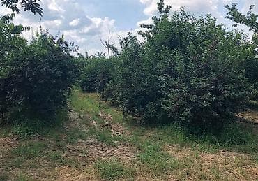 Prodaja zemljišta: Na prodaju vrhunski voćnjak trešnje 3 ha – Kolari kod Smedereva — 2