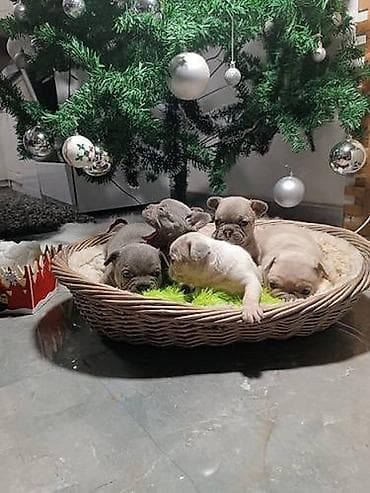 Francuski buldog štenci egzotičnih boja veseli umiljati, stručno na lalafo.rs Francuski buldog štenci egzotičnih boja veseli umiljati, stručno
