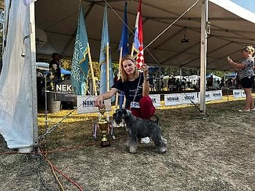 stene kane korso: Patuljasti Snaucer Biber so boja 5 zenki 1 muzjak Stenad su iz — 8