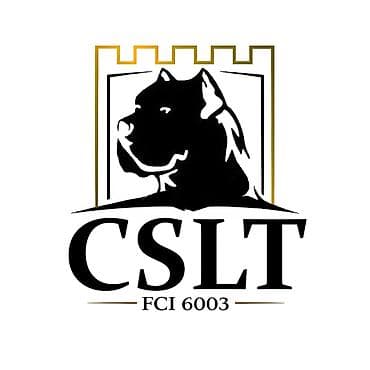 mali psi za udomljavanje: Cane Corso štenci U ponudi veoma perspektivni štenci iz različitih — 10