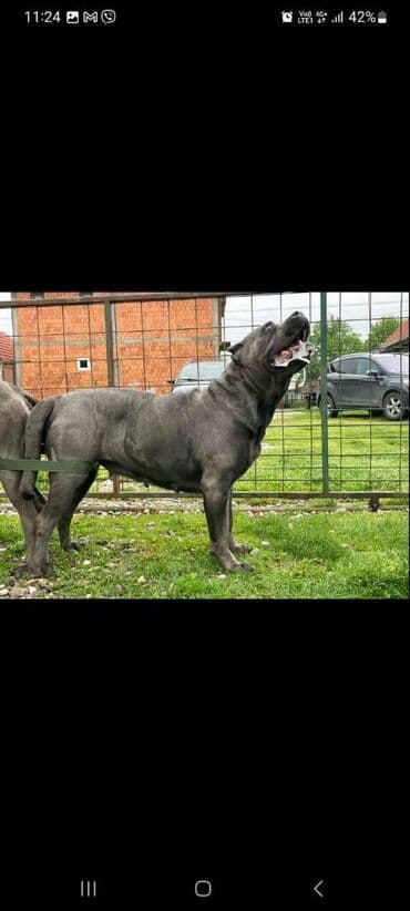 Psi: Prodajemo štence CANE CORSO vhunskog izložbenog kvaliteta sa — 18
