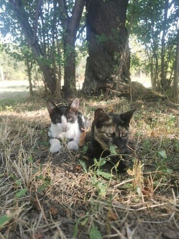 ruska plava macka na poklon: Dva mačeta, jedno crno-belo, a drugo trobojno (kornjačevina), traže — 1