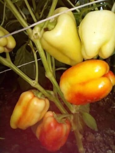 kosilica na daljinsko upravljanje cena: Paprika Babura – Stara sorta Cena:400din/10 semenke Paprika Babura je — 2