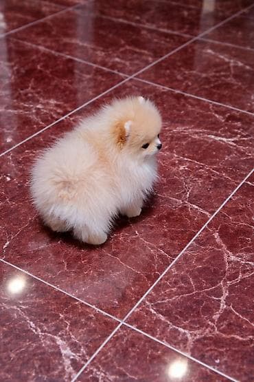 bordoška doga cena: Pomeranac zenkica. Dostupna prelepa ženkica pomeranca. Starosti 4 mes — 6