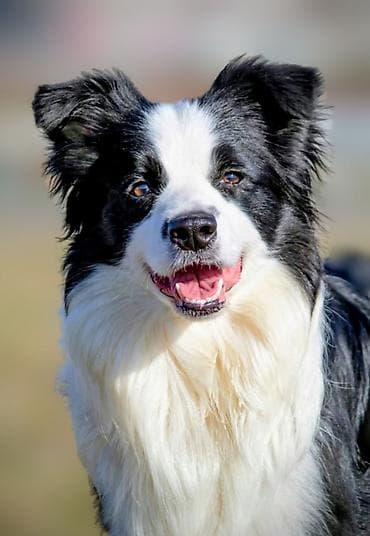štenci šarplaninca na prodaju: Border Collie-Border koli štenad. Registrovana odgajivačnica FCI 8166 — 5