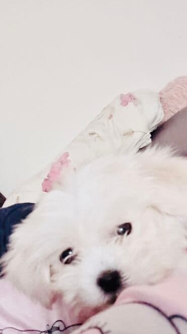 Psi: Preslatko stene mini maltezera - Pufnasto belo krzno, tamne okice i — 1