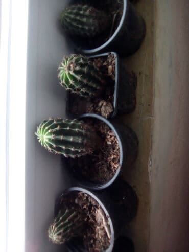 forma ideale ormari za sobu: Kaktusi — 1