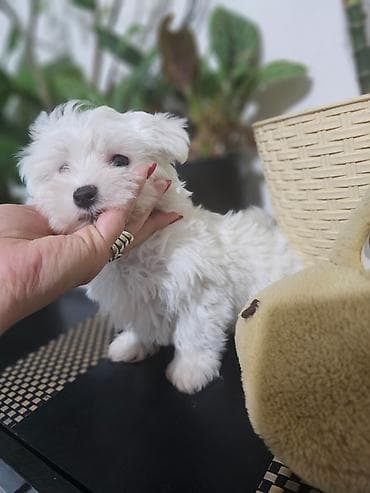 Pet Equipment & Accessories: Na prodaju premeden maltezer stene, starosti 2 meseca. Jako razigran — 6