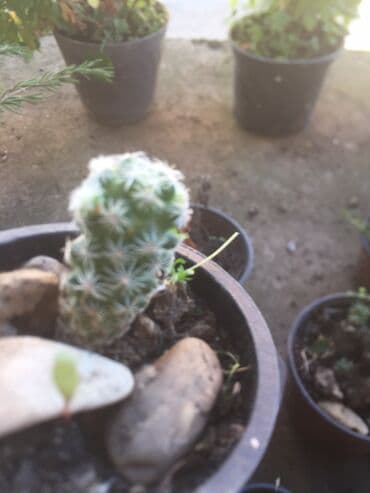 forma ideale ormari za sobu: Kaktusi vise vrsta — 3