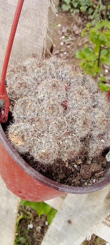 trake za spavanje: Sobne i ukrasne biljke u saksijama – više vrsta - Syngonium — 3