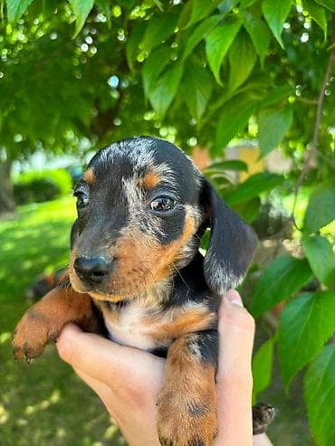 maltipoo na poklon: Merle jazavičar štenci Na prodaju štenci merle jazavičar, oštenjeni — 7