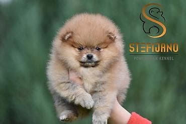 Domaće životinje: Pomeranac Boo.Vrhunski stenci pomeranca,minijaturnog patuljastog — 5