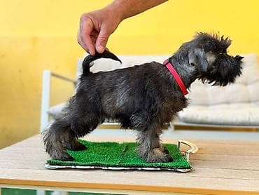 stafordi na poklon: Odgajivačnica patuljastih šnaucera Pet House ima slobodno dva ženska — 1