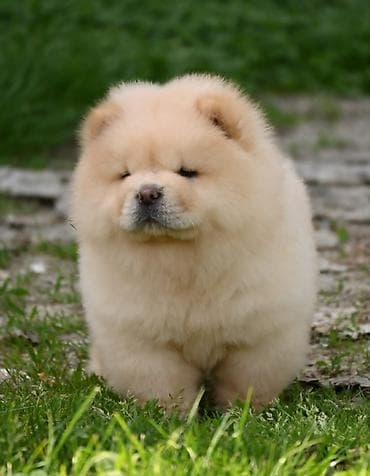 Dogs: Odgajivacnica Royal Ramonda (FCI 7710) ima u ponudi cau cau stence — 3