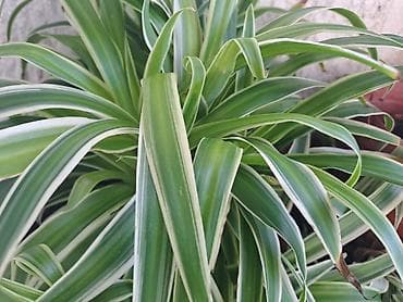 papagaj biljka: Chlorophytum u saksijama, velike biljke, stalna bujnost — 7