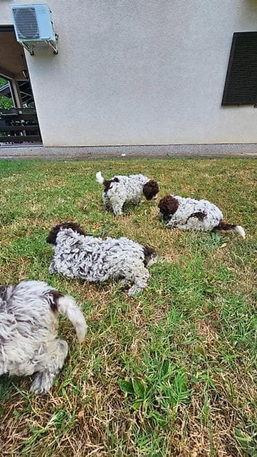 lagoto romanjolo za stan: Lagotto Romagnolo štenci Dostupni štenci Lagoto Romanjolo od roditelja — 10