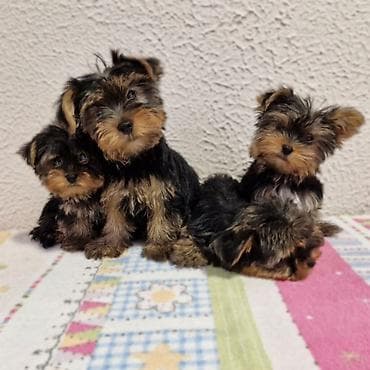 francuski buldog na prodaju: U ponudi jorkici top kvaliteta! Stenci su zdravi, ocisceni soltrex — 1