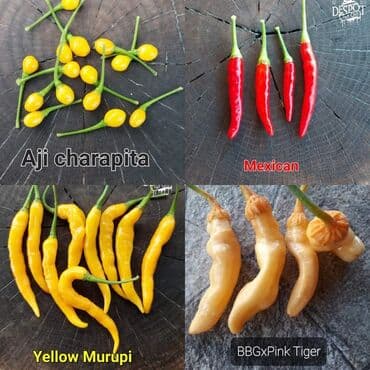 za dvoriste: 🌶Seme najljućih i egzotičnih čili papričica🌶 Za kupljenih pet — 13