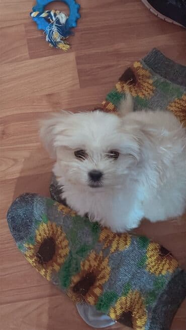 Psi: Preslatko stene mini maltezera - Pufnasto belo krzno, tamne okice i — 2