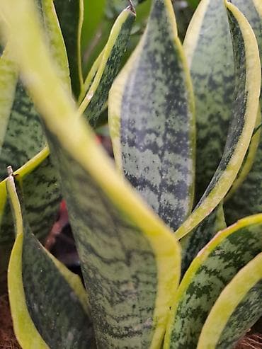 jasmin cvece slike: Sanseverije, velike biljke sa prve, druge i trece slike su 3500 — 6