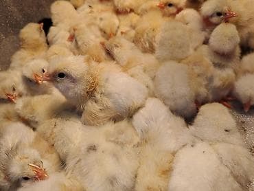 Ptice: Pilici – jednodnevni - Vrsta: pilići (Leghorn italijanski – žućkasto — 1