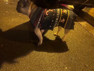 elektricna ogrlica za pse: Francuski buldog – mužjak - Rasa: francuski buldog - Pol: mužjak - — 4